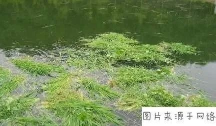 长汀县金丝鲩 草鱼、清水瘦身鱼、吃草魚、脆肉脘。