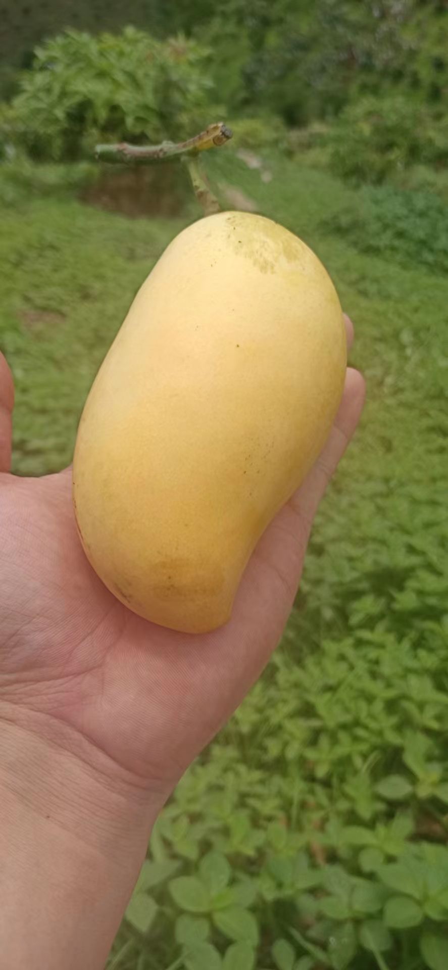 热农芒果 自家种的芒果，一件代发，全国包邮，需要的请私聊