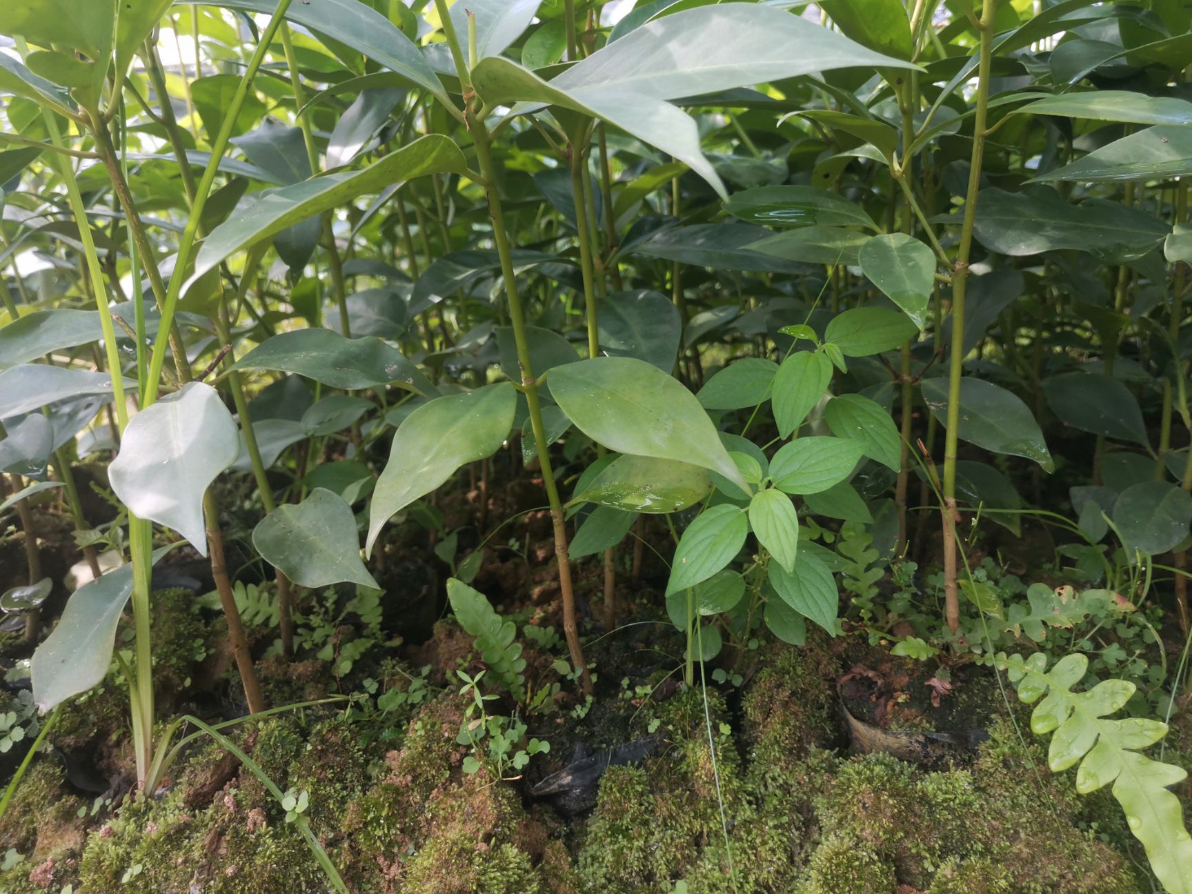 八角树  高产矮化大红八角嫁接苗