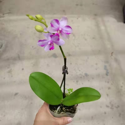 广州蝴蝶兰 2.8寸紫水晶，优惠，9元/颗，56颗/件