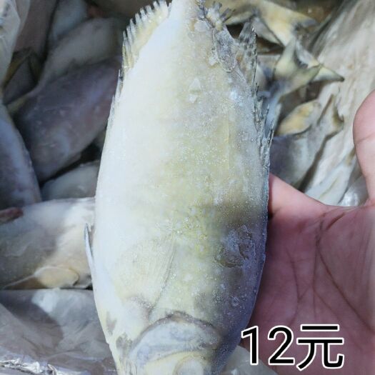 泥猛鱼、乌子婆、灯光船一晚海货、北海本地直批
