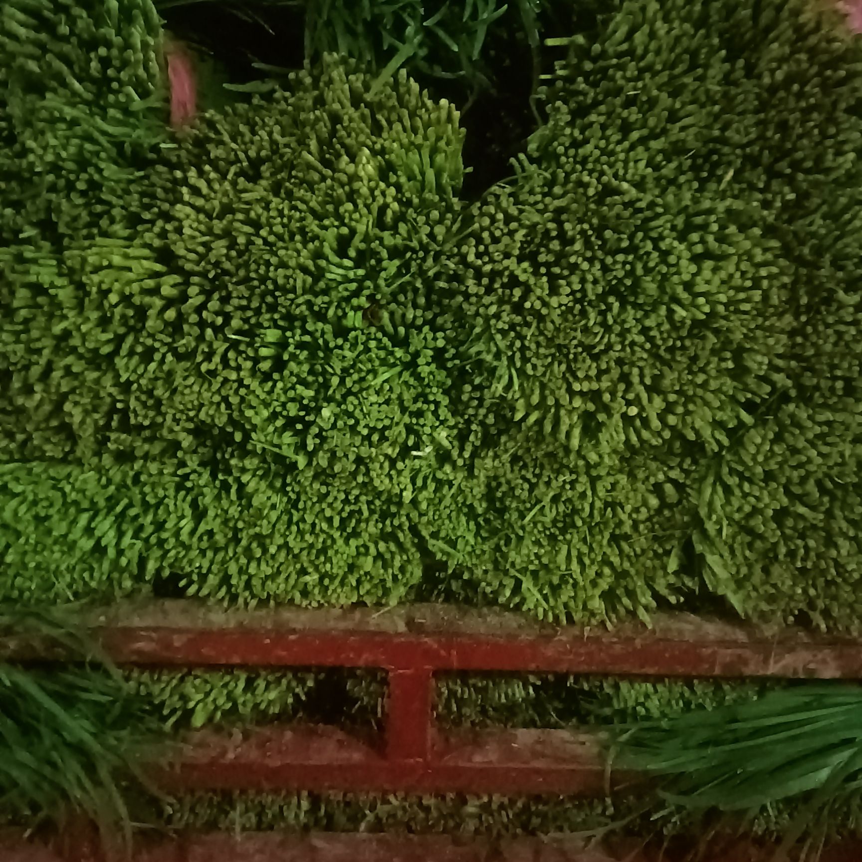 韭菜精品通货