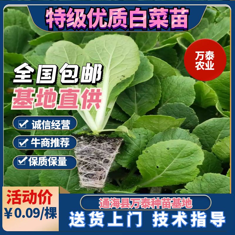 特级大白菜苗，全国包邮，量大从优