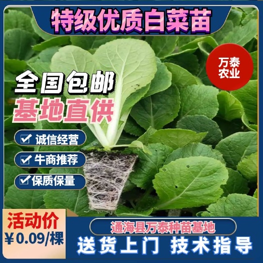 特级大白菜苗，全国包邮，量大从优