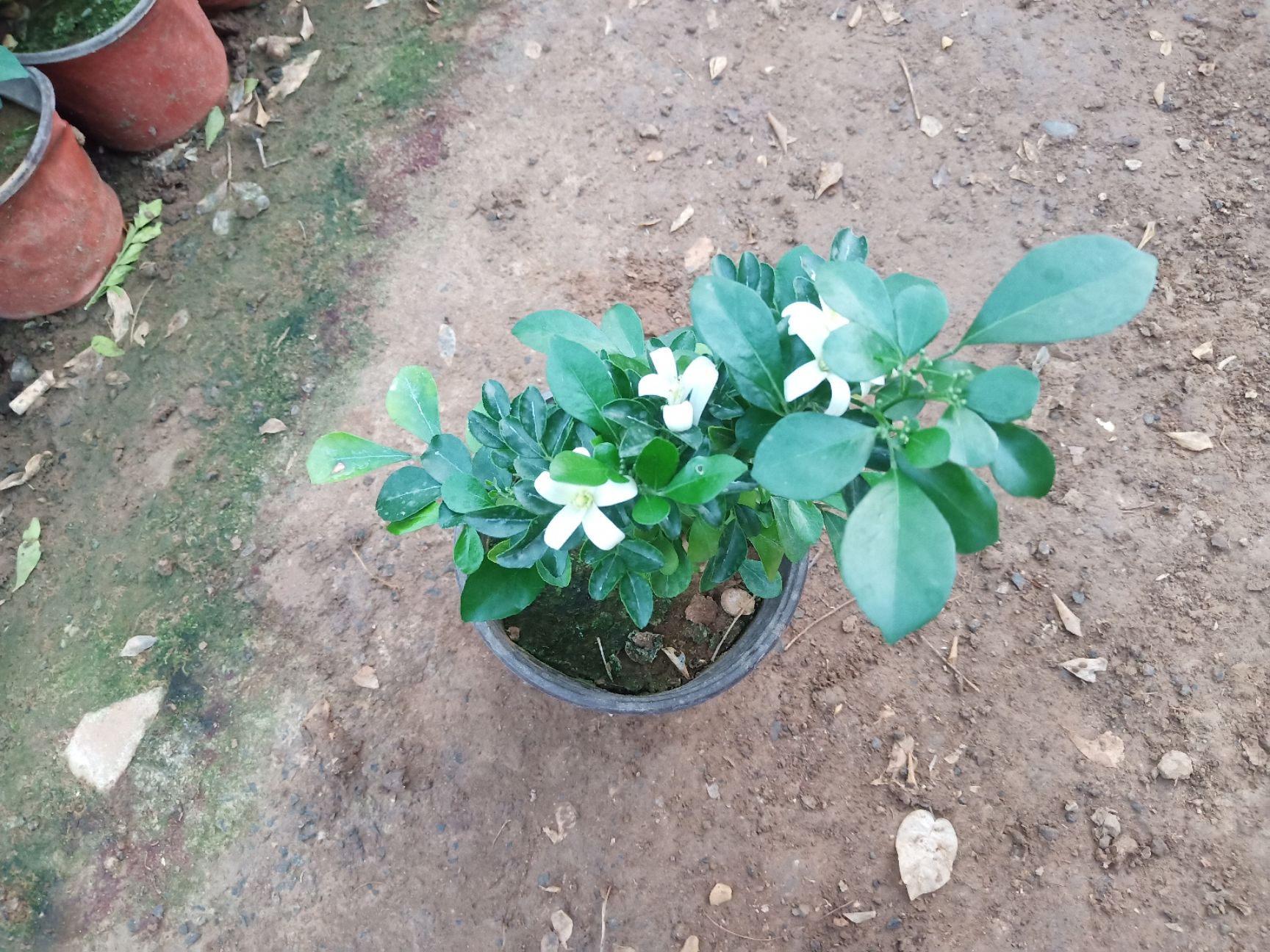 小叶九里香 九里香