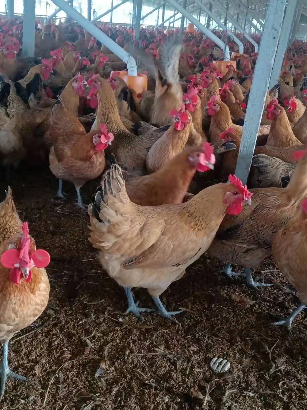 瑶鸡  长年出售土公鸡，土母鸡