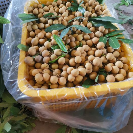 高州市高州储良，石硖龙眼皮薄肉嫩，甜度高，岭南佳品