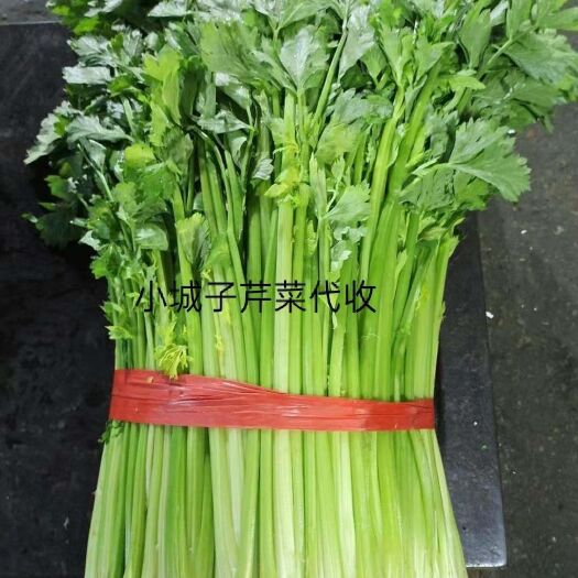 梨树县 密颗西芹