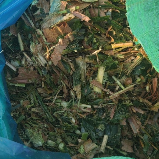 建瓯市青储草  青储饲料，青储玉米桔梗