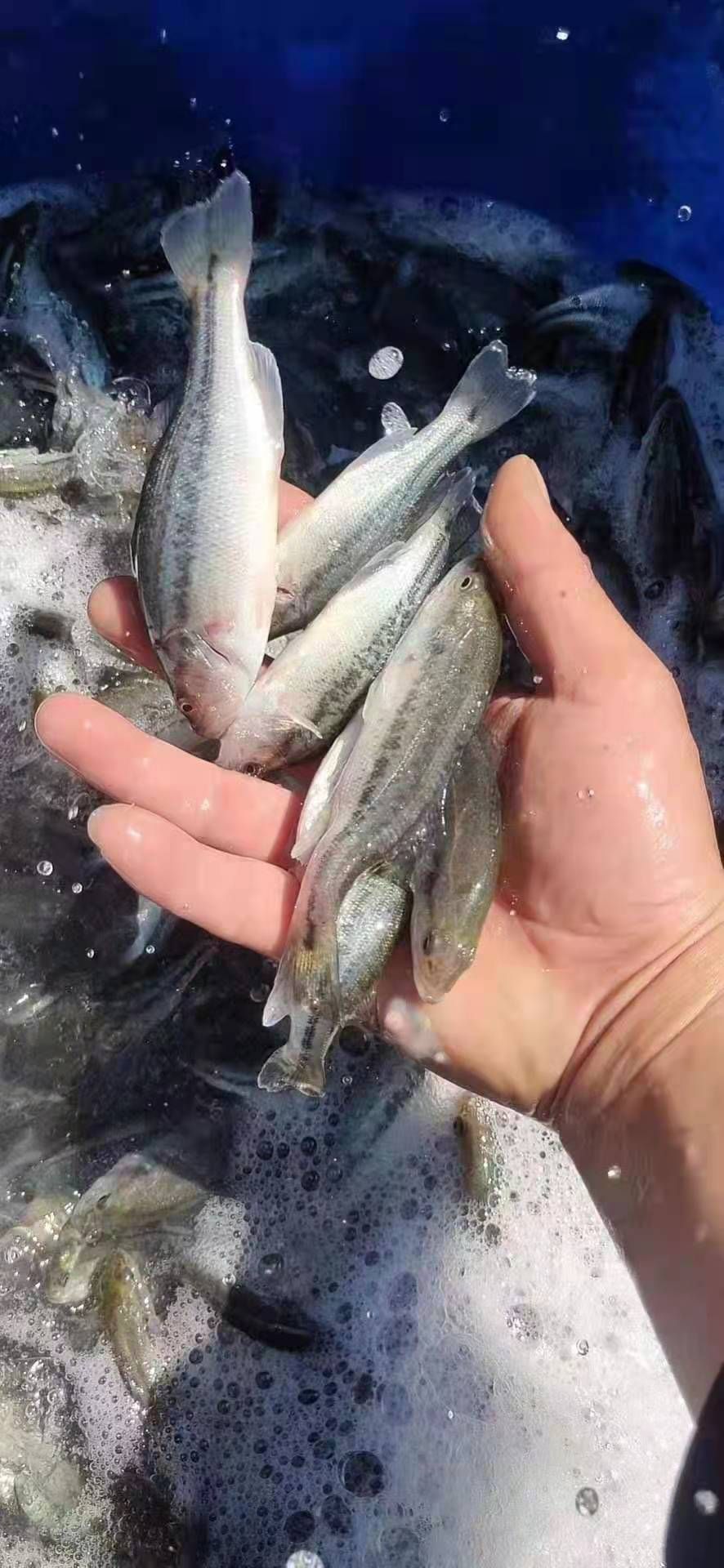 鲈鱼苗  鲈鱼  各种优质鱼苗 价格美丽