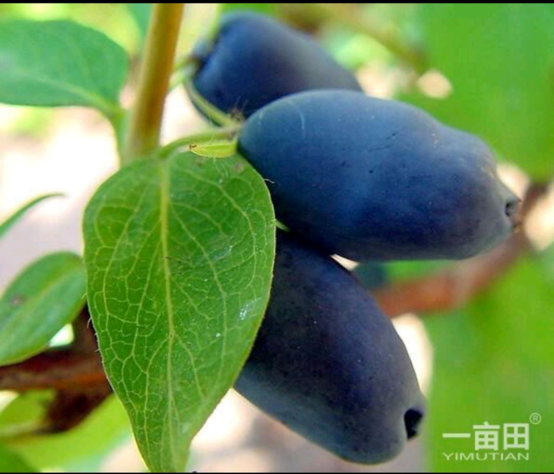  出售蓝靛果山茄子