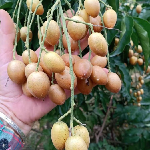 武宣县 黄皮果鸡心大果