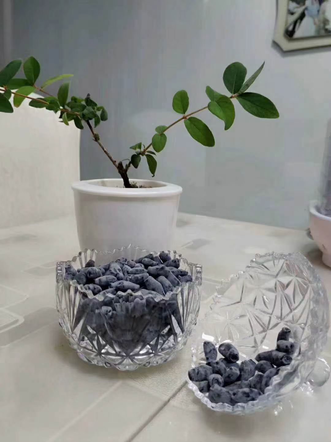  出售蓝靛果山茄子