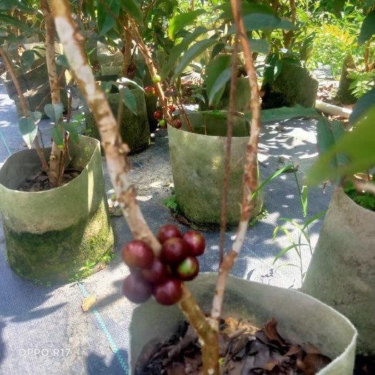 灵山县赤霞珠葡萄苗  嘉宝果