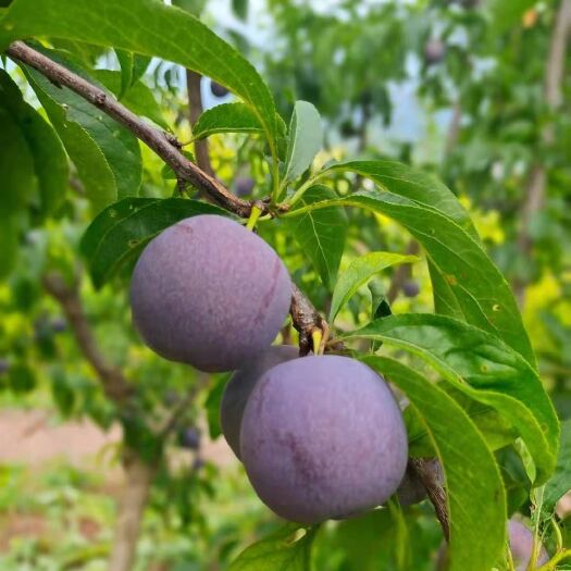 汉源县五月脆李 五月脆