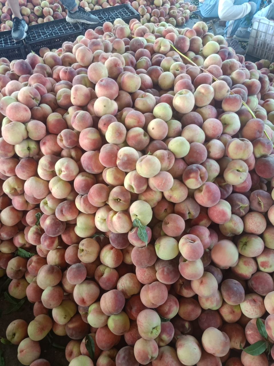 仓方早生桃  山东陆地毛桃大红袍早生大量上市