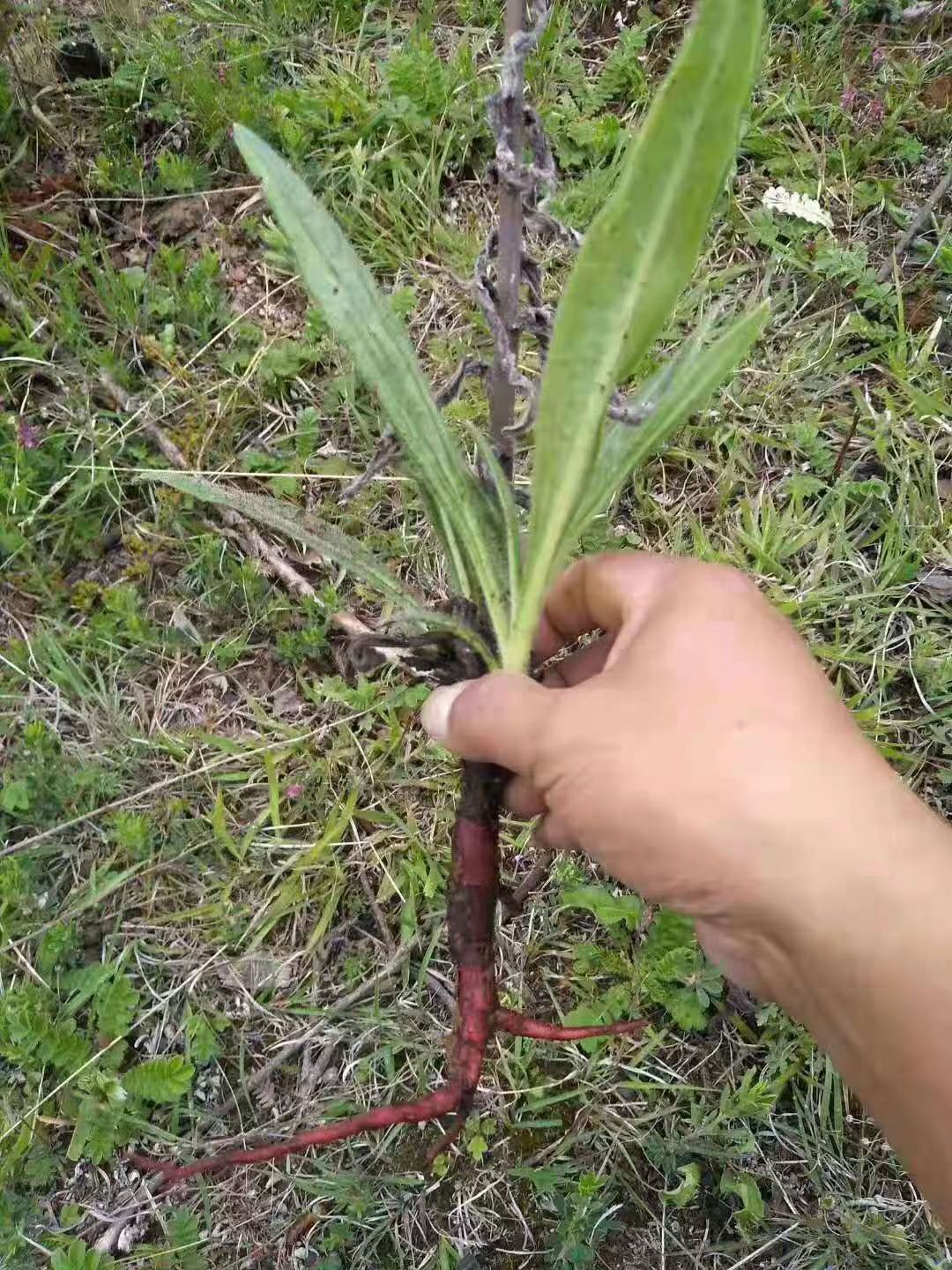  紫草