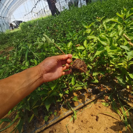 泰安樱桃苗  吉塞拉砧木苗