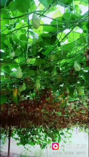 来自云南大山深出的佛手瓜，自产自销，货源充足，看上的老板联系