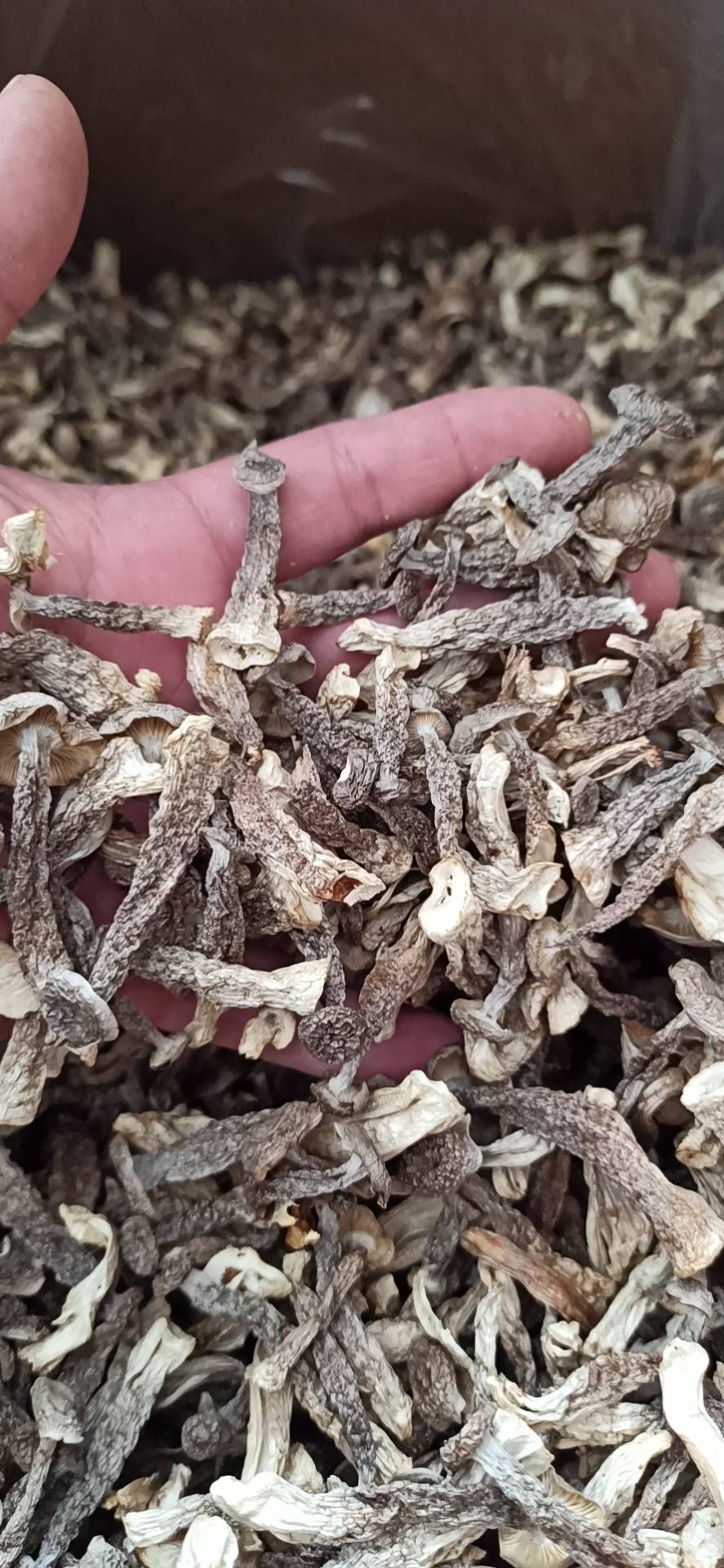 鹿茸菇，十斤一件起批发价，厂地直销一手货源支持一件代发