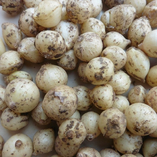 贵阳野蒜 薤白