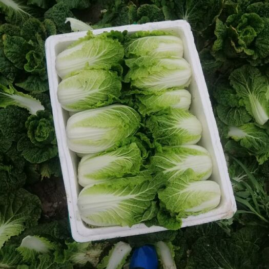 太白县娃娃菜 陕西省宝鸡市太白县