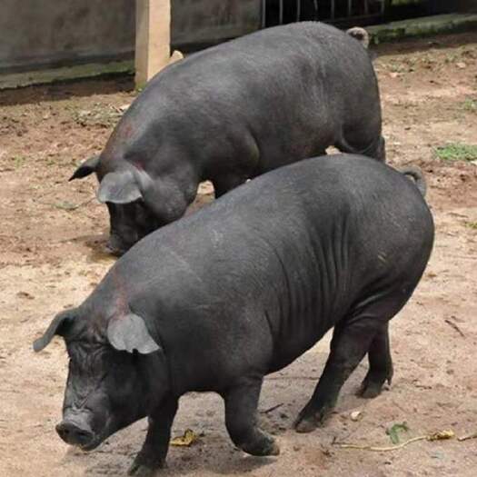 黑猪  苏太带孕母猪，体型好，产的仔是瘦肉型