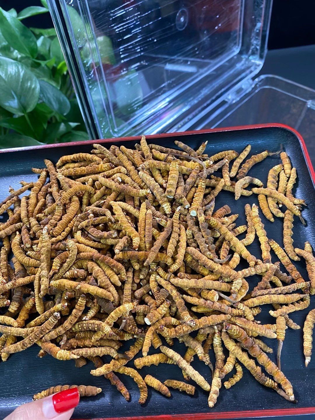 冬虫夏草 【名称】青海纯肉节实拍价格:50克2400元.1斤22000