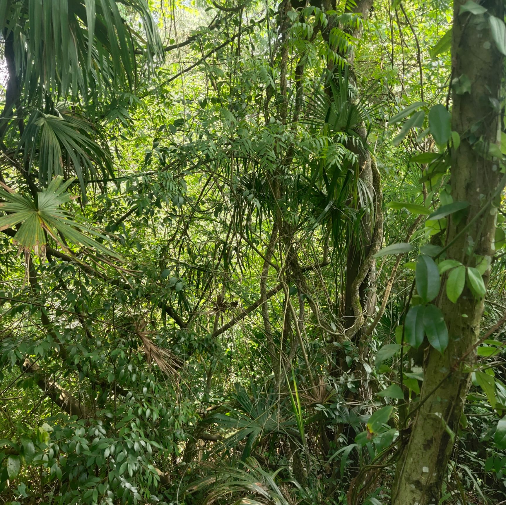 贵州深山老林的鸡血藤 鲜货