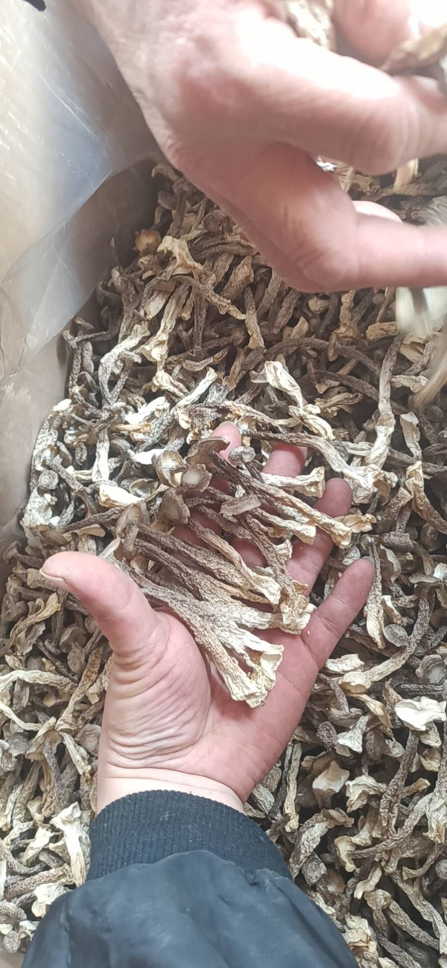 鹿茸菇，十斤一件起批发价，厂地直销一手货源支持一件代发