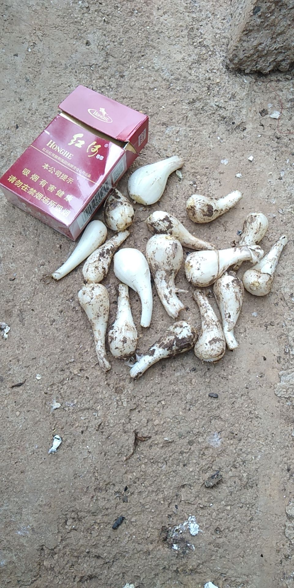 藠头带泥  白衣藠头要什么货都有