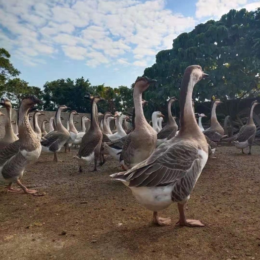衡阳县鹅苗灰鹅苗