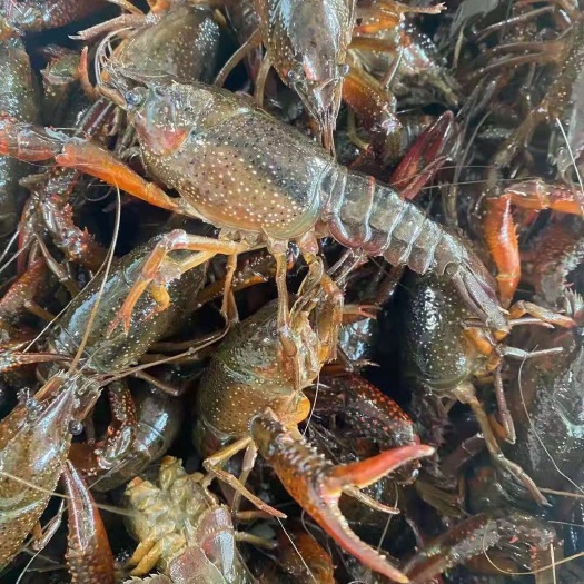 潜江市中国龙虾 优质龙虾