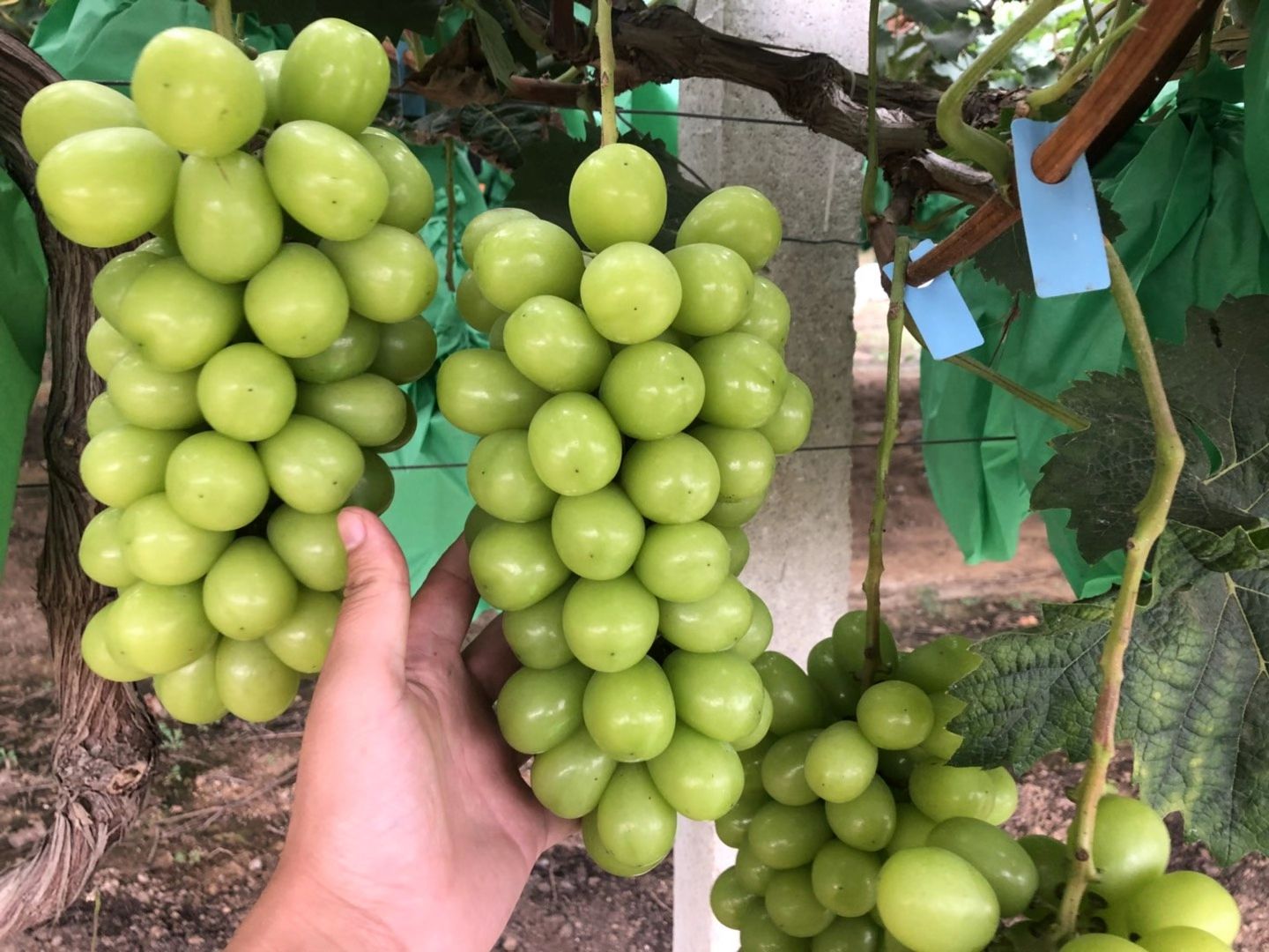 5BB嫁接阳光玫瑰葡萄苗，品种纯正 精品苗木