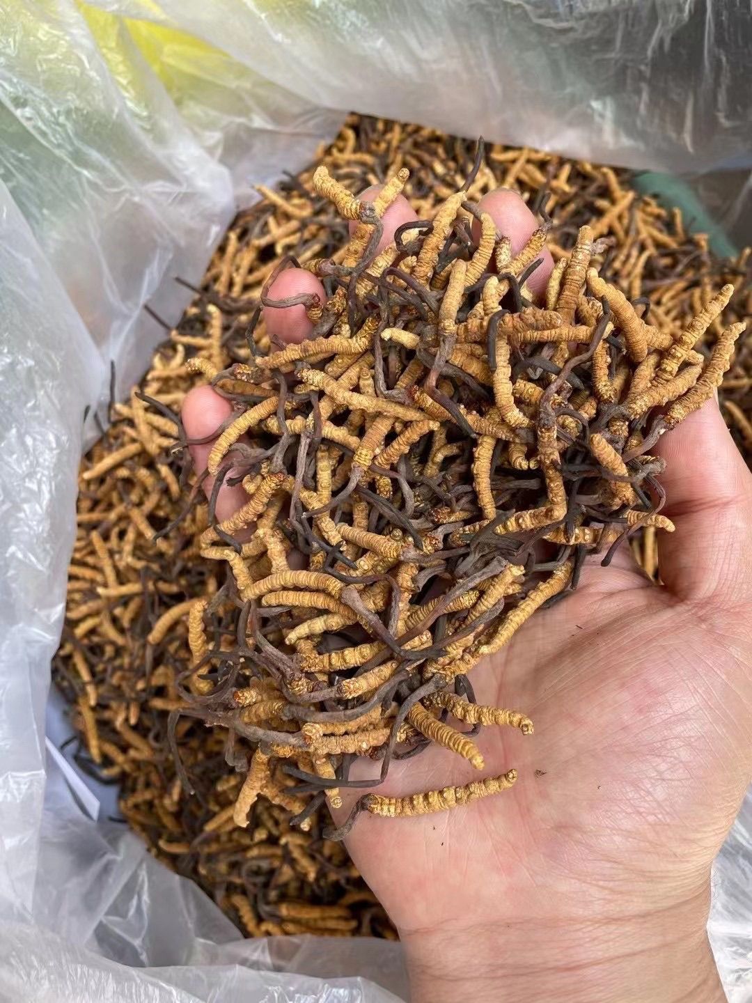 冬虫夏草 2021干草新货上市~4000条现货    93000/kg