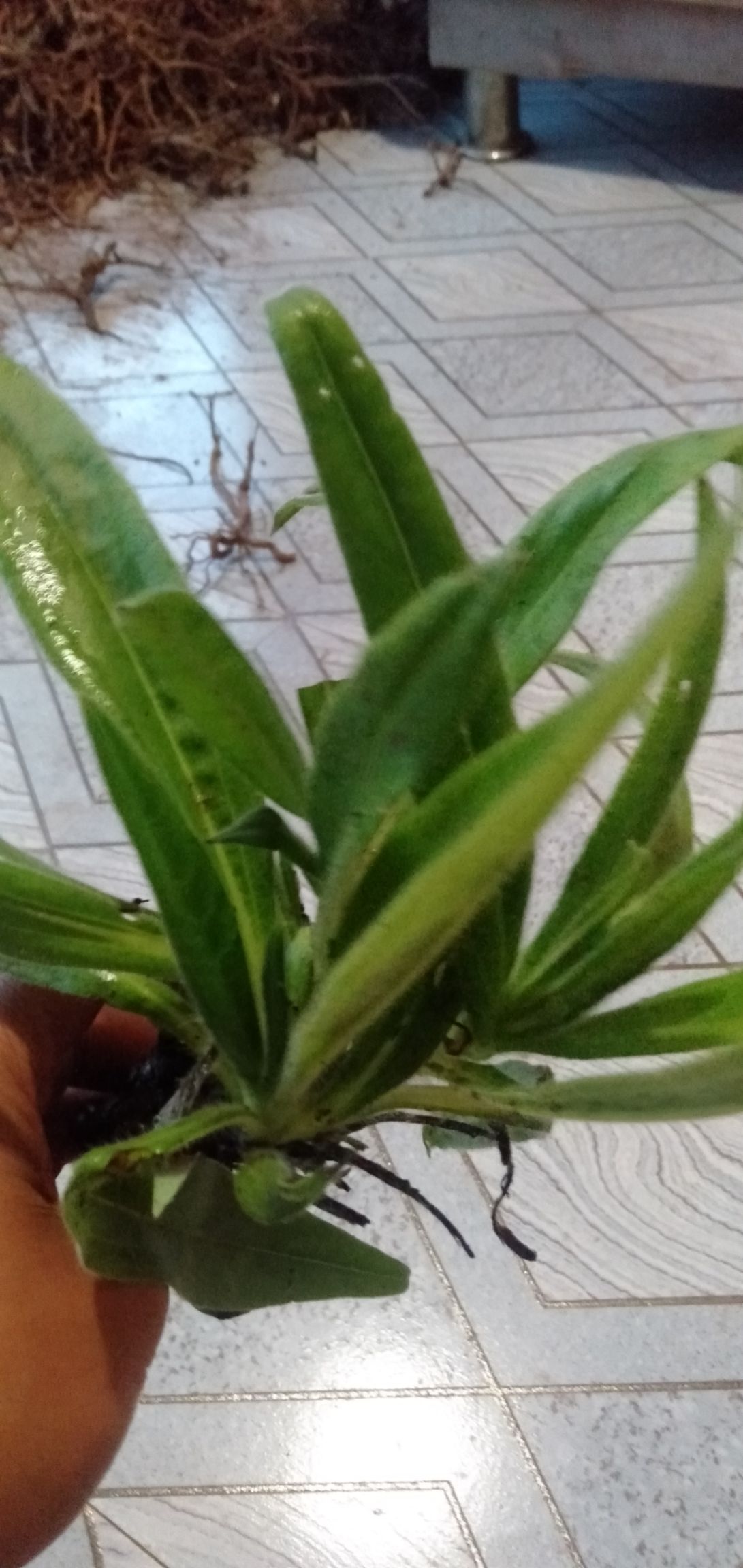  紫草