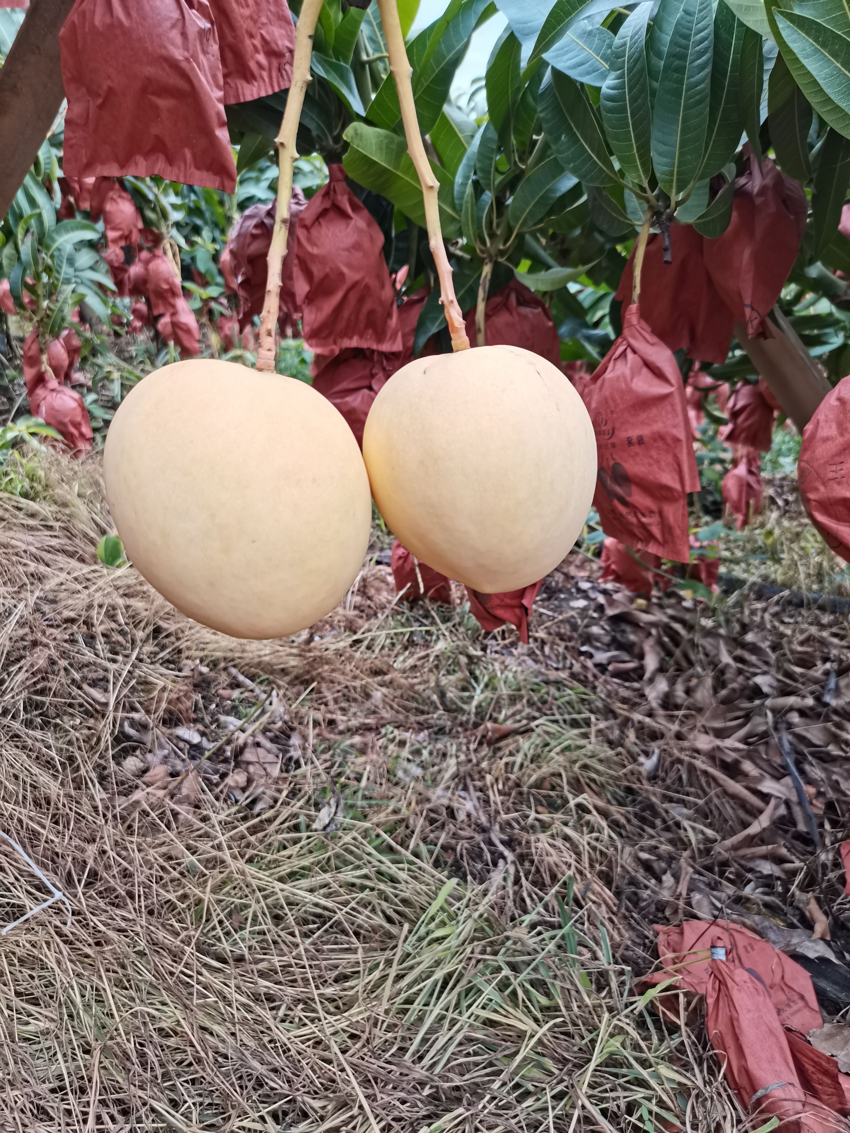 吉碌 看上呢下单