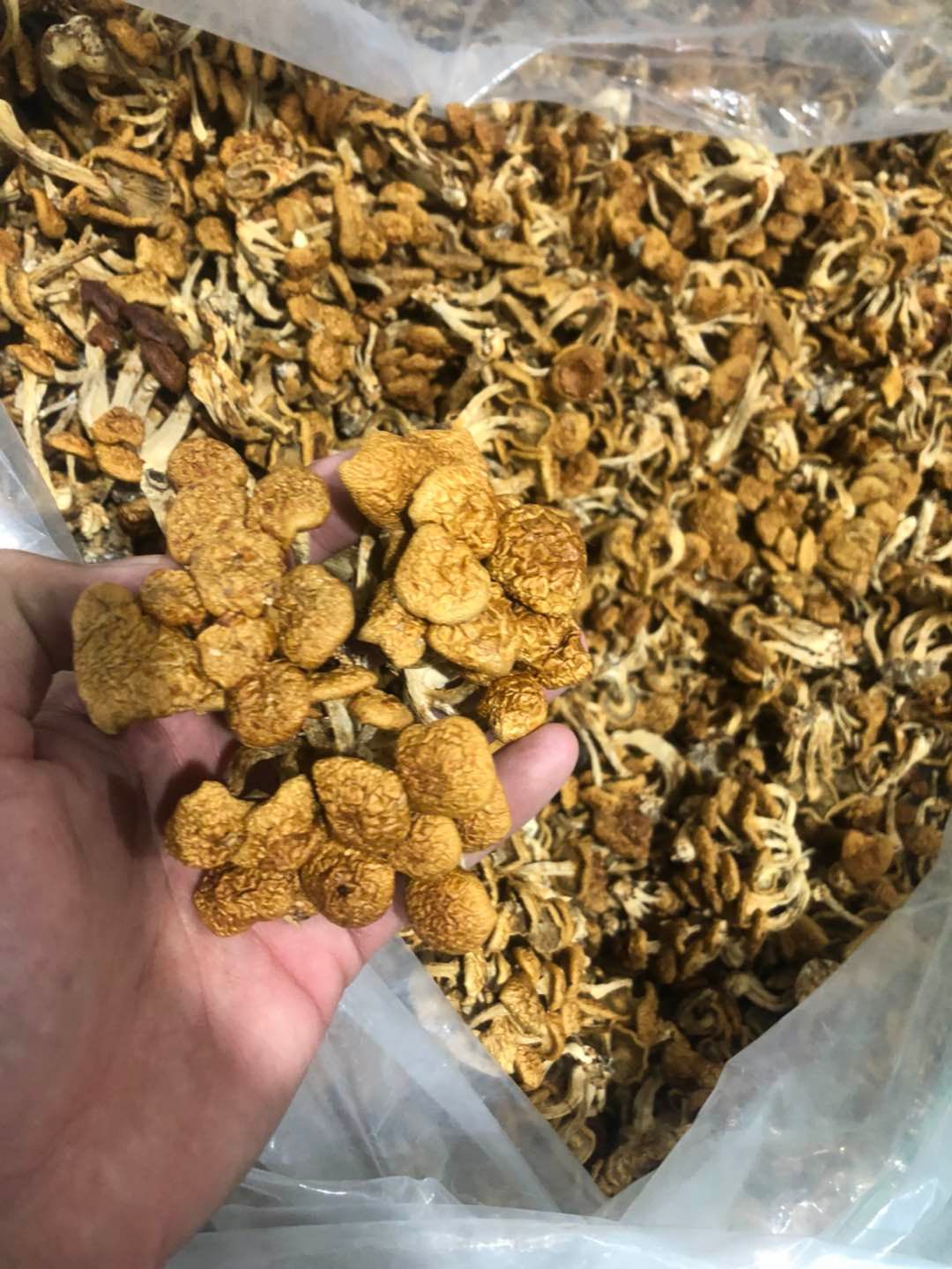 滑子菇干货 产地滑菇 珍珠菇干货 食用菌古田工厂直发