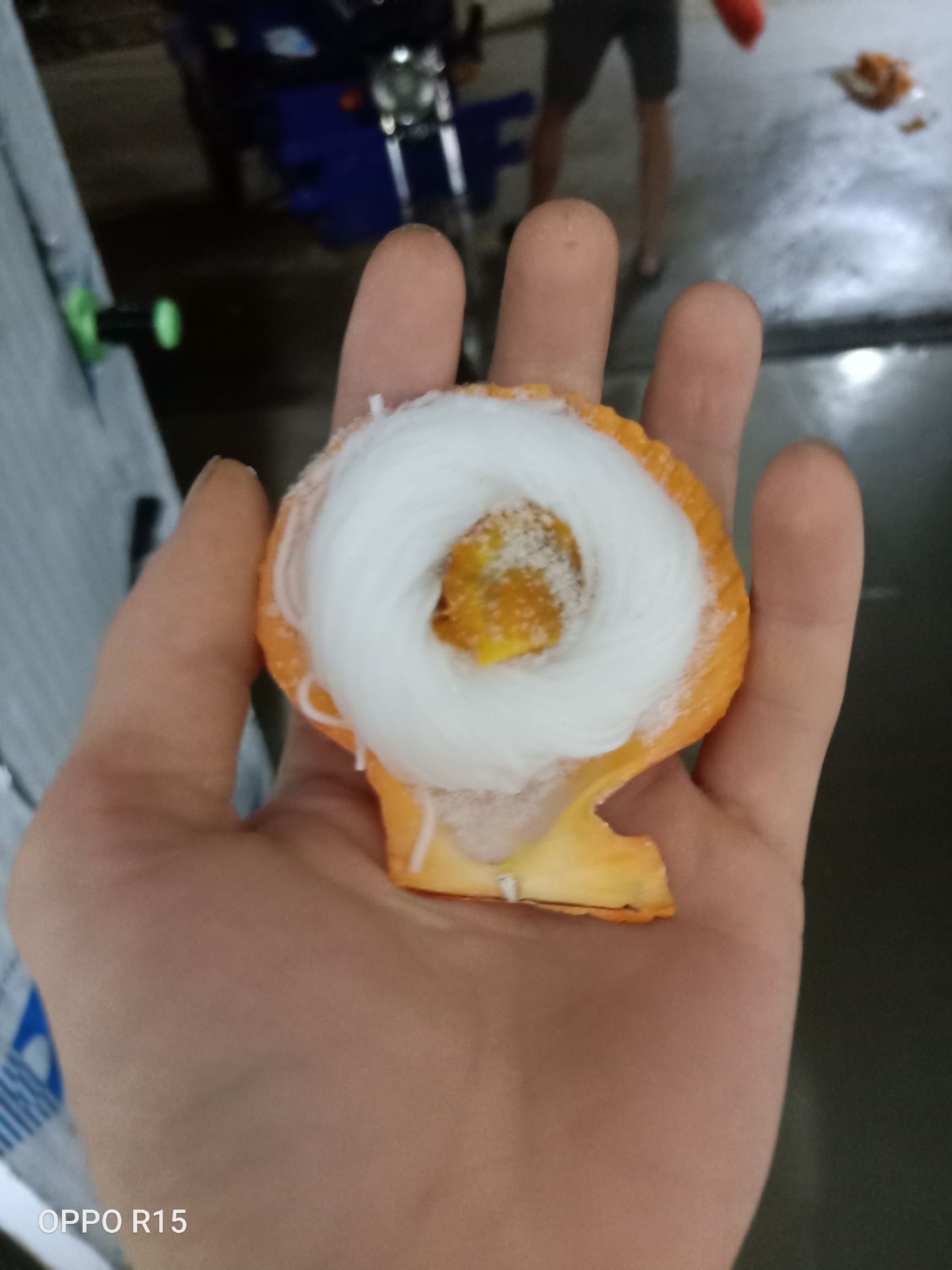  黄金贝  黄金粉丝扇贝  美味可口 一手货源  烧烤最