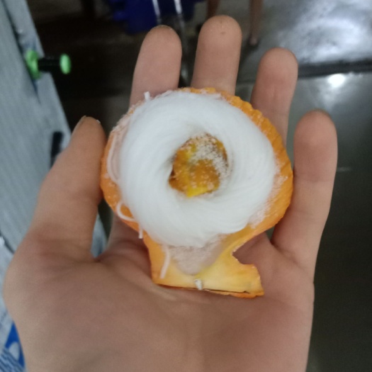 佛山 黄金贝  黄金粉丝扇贝  美味可口 一手货源  烧烤最