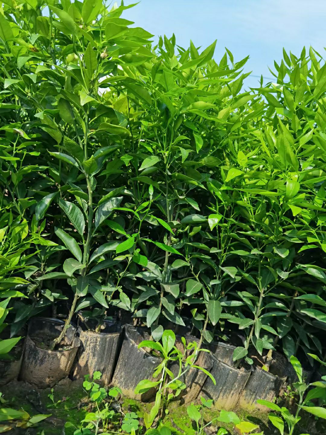 沃柑苗  沃柑杯苗，裸苗脱毒无病虫根细发达。