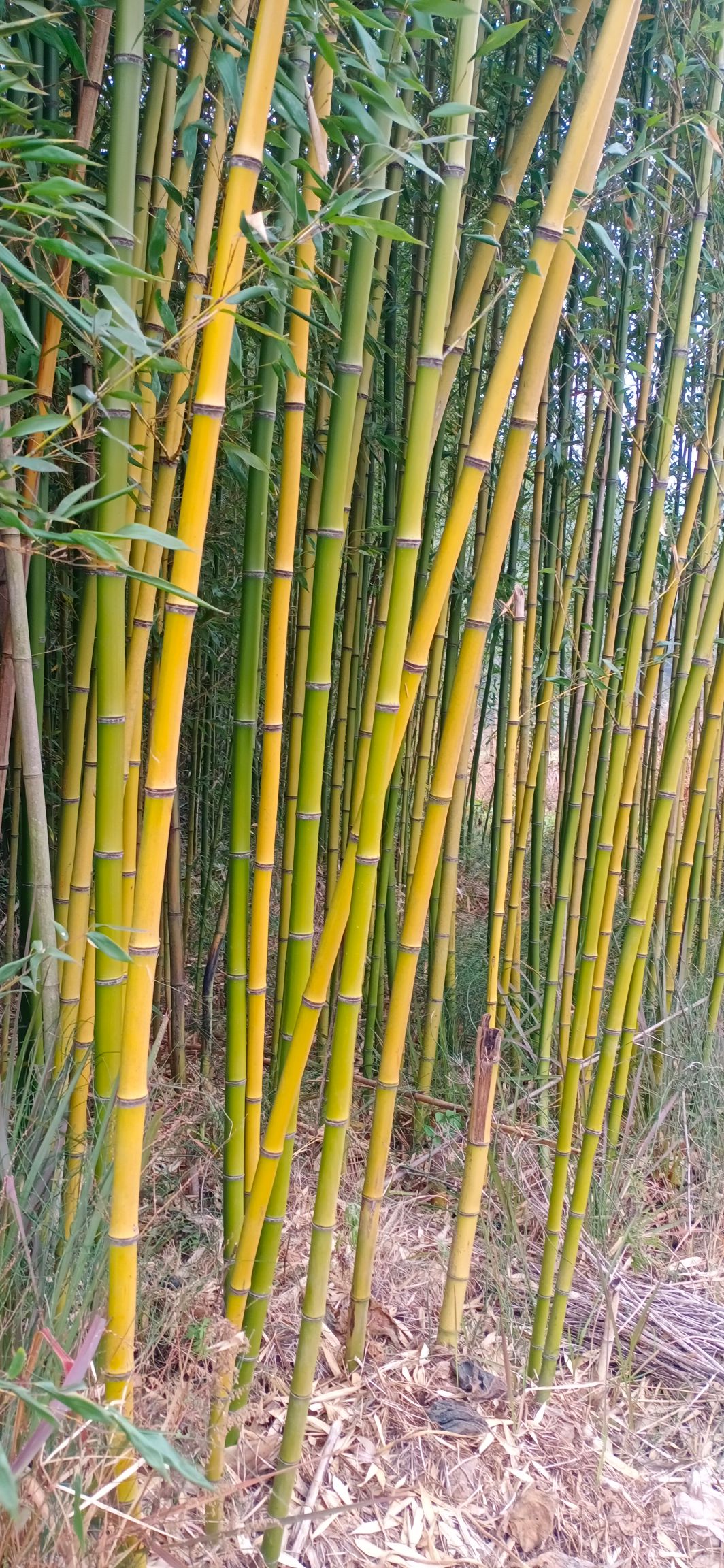 黄金竹“老品种”金竹，韧性好，竹纤维，硬度高，搭棚的！