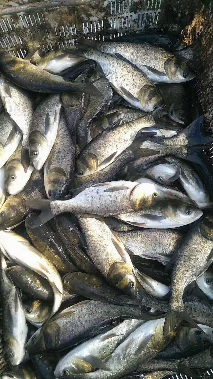 花白鲢  鲢鱼