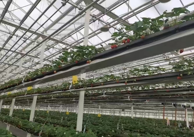 德州种植大棚 无土栽培
