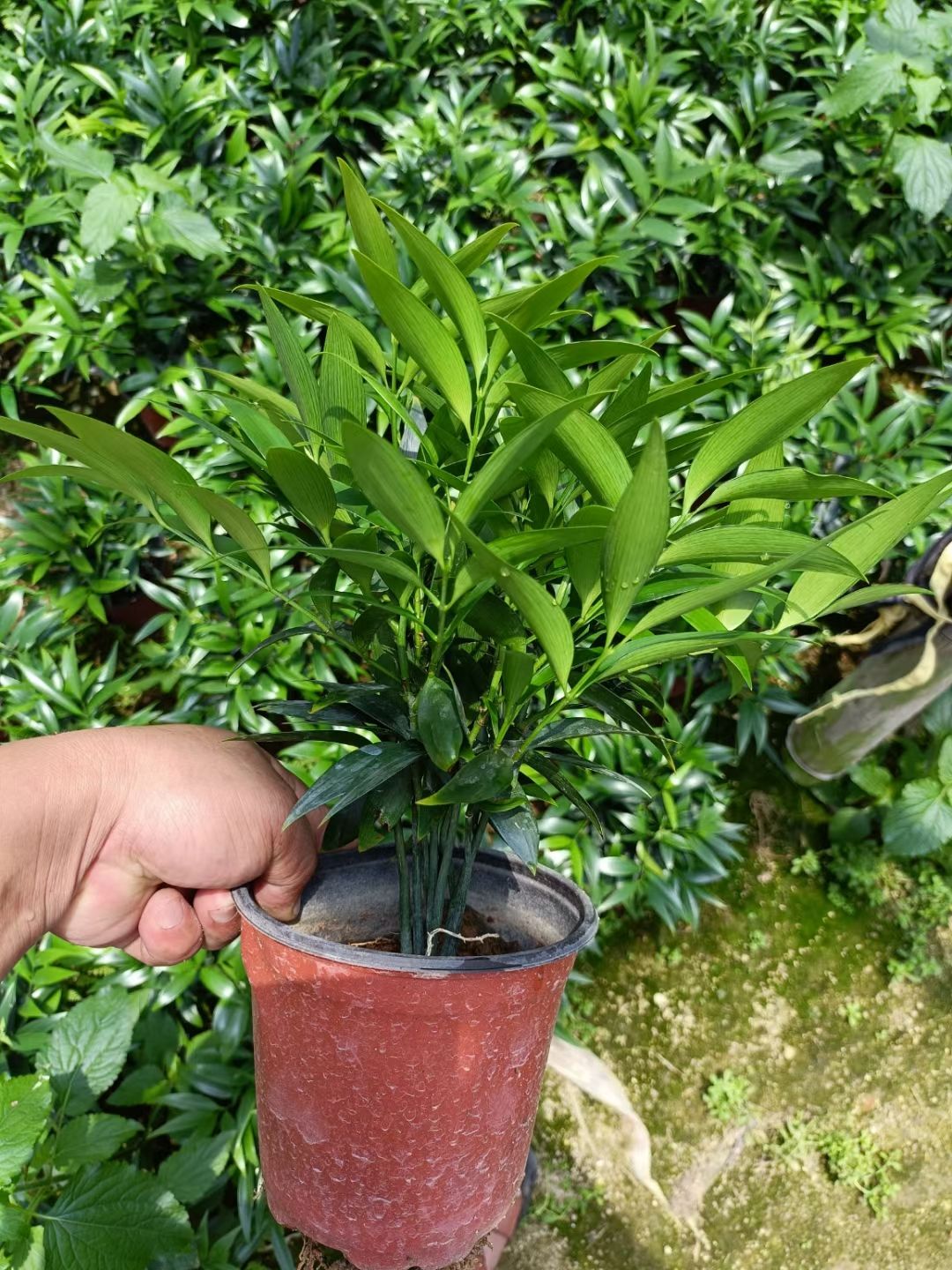 窄叶竹柏  精品竹柏盆栽驱蚊竹盆栽长寿竹盆栽鸿运花卉产地直销