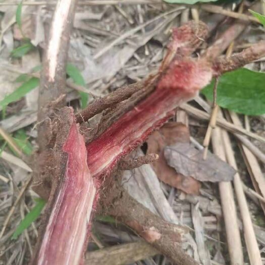 玉林千斤拔大量供应