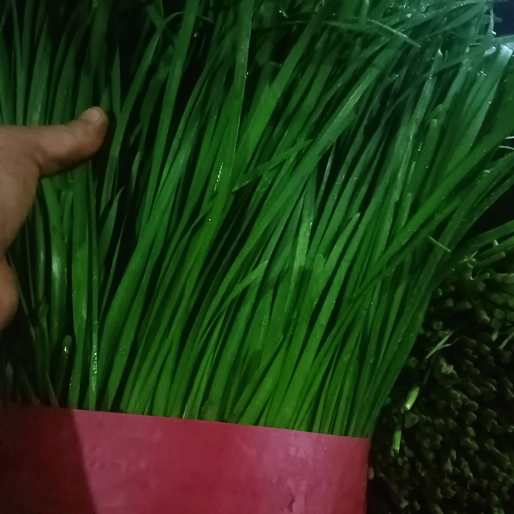 韭菜精品通货