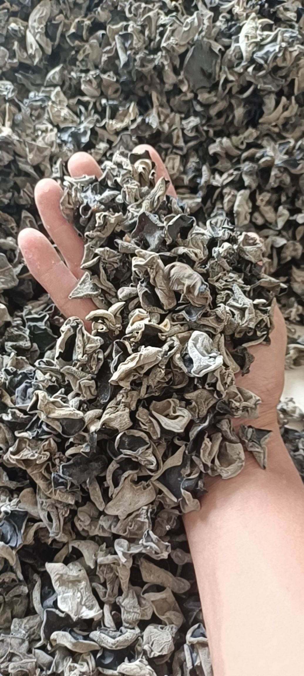 《包邮》东北黑木耳 秋耳 无味无根 质量保证 商贸 电商