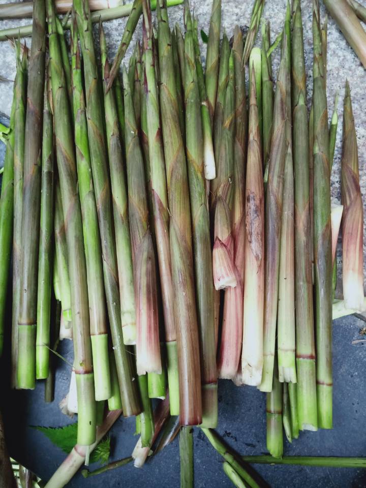 小竹笋 浙江省宁波市余姚市 鲜笋