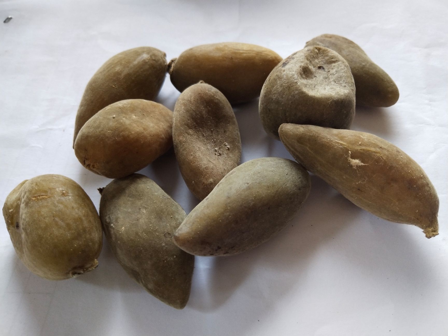 五倍子中药材上新货